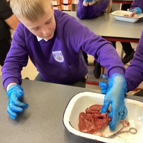 Year 6 - Heart Dissection at Norham High School