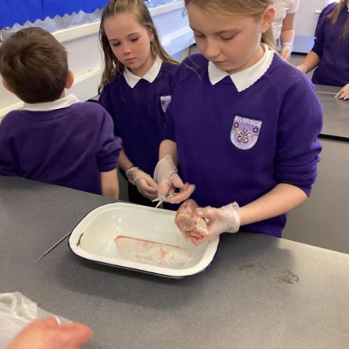 Dissecting a Heart at Norham High School